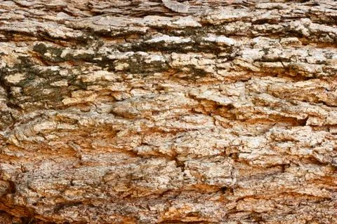 Bark background texture Stock Photos