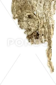 Bark background texture Stock Photos