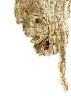 Bark background texture Stock Photos