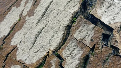 Bark background, tree bark background, grey bark with cracks Stock Footage 338399088