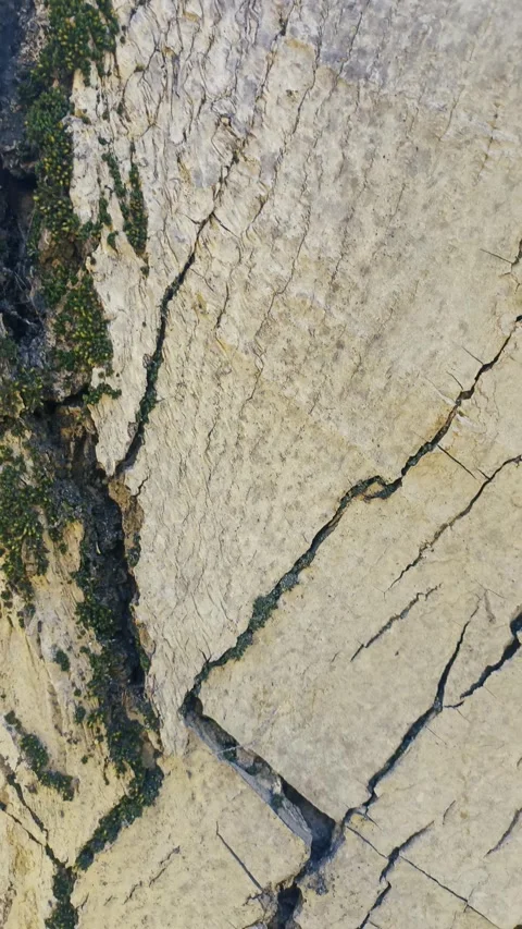 Bark background, tree bark background, grey bark with cracks Stock Footage 338399276