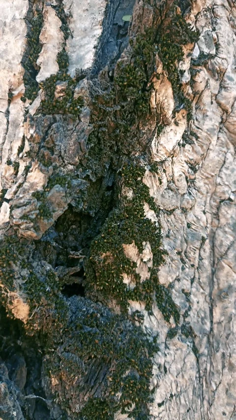 Bark background, tree bark background, grey bark with cracks Stock Footage 338399295