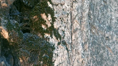 Bark background, tree bark background, grey bark with cracks Stock Footage 338399298