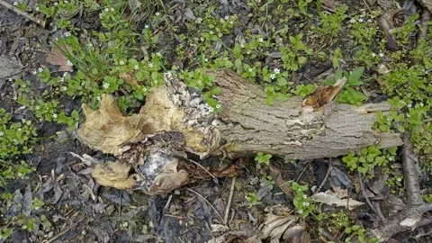 Bark background, tree bark background, grey bark with cracks Stock Footage 338413301