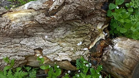 Bark background, tree bark background, grey bark with cracks Stock Footage 338413318