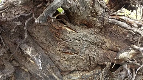 Bark background, tree bark background, grey bark with cracks Stock Footage 338414234