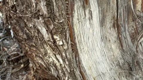 Bark background, tree bark background, grey bark with cracks Stock Footage 338414235