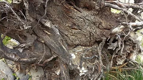 Bark background, tree bark background, grey bark with cracks Stock Footage 338414238