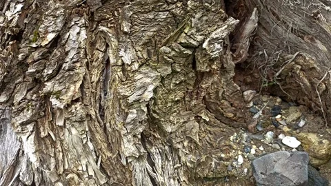 Bark background, tree bark background, grey bark with cracks Stock Footage 338414246