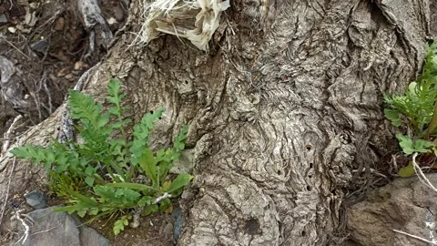 Bark background, tree bark background, grey bark with cracks Stock Footage 338414254