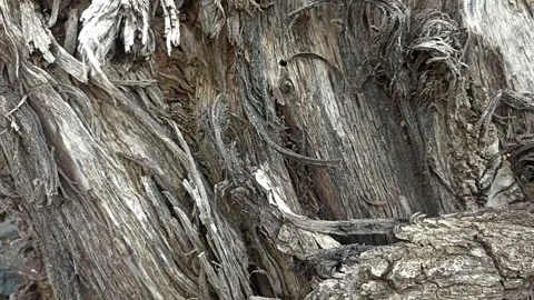 Bark background, tree bark background, grey bark with cracks Stock Footage 338414259