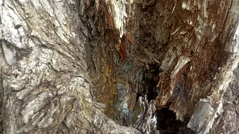 Bark background, tree bark background, grey bark with cracks Stock Footage 338415777