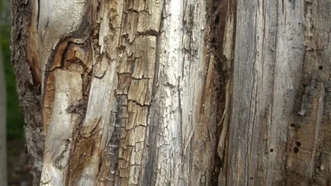 Bark background, tree bark background, grey bark with cracks Stock Footage 338415779