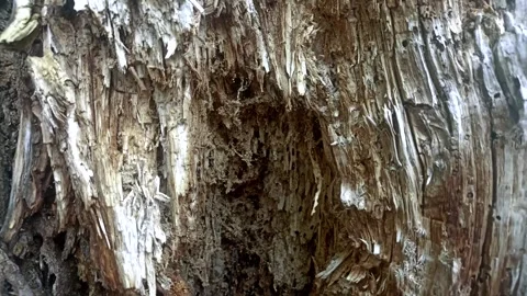 Bark background, tree bark background, grey bark with cracks Stock Footage 338415783