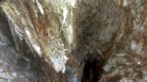 Bark background, tree bark background, grey bark with cracks Stock Footage 338415788