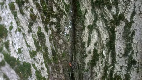 Bark background, tree bark background, grey bark with cracks Stock Footage 338415794