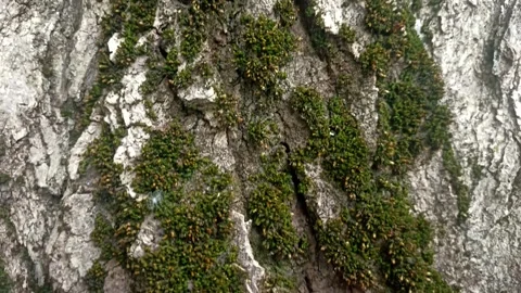 Bark background, tree bark background, grey bark with cracks Stock Footage 338415812