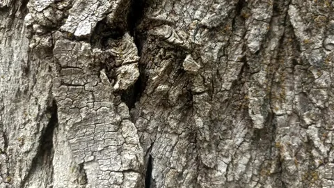 Bark background, tree bark background, grey bark with cracks Stock Footage 338415816