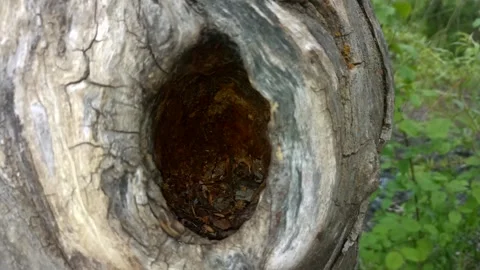Bark background, tree bark background, grey bark with cracks Stock Footage 338415844