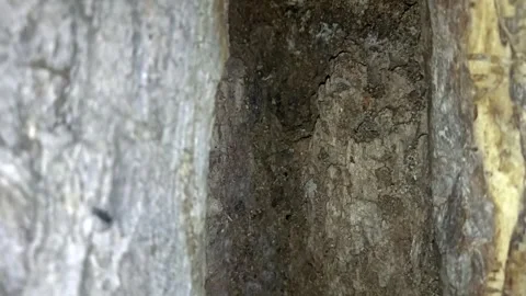 Bark background, tree bark background, grey bark with cracks Stock Footage 338415850
