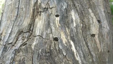 Bark background, tree bark background, grey bark with cracks Stock Footage 338415852