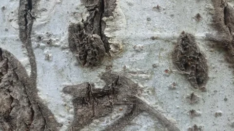 Bark background, tree bark background, grey bark with cracks Stock Footage 338415956