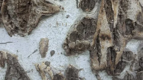 Bark background, tree bark background, grey bark with cracks Stock Footage 338415967