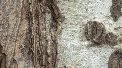 Bark background, tree bark background, grey bark with cracks Stock Footage 338415994