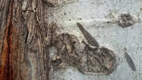 Bark background, tree bark background, grey bark with cracks Stock Footage 338415995