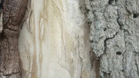 Bark background, tree bark background, grey bark with cracks Stock Footage 338416022