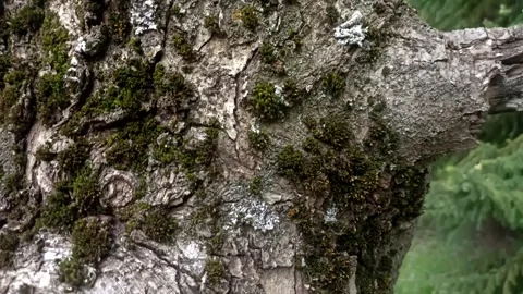 Bark background, tree bark background, grey bark with cracks Stock Footage 338416059