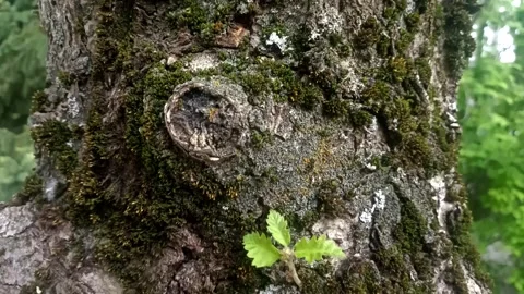 Bark background, tree bark background, grey bark with cracks Stock Footage 338416061