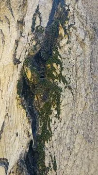 Bark background, tree bark background, grey bark with cracks Stock Photos