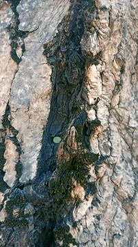 Bark background, tree bark background, grey bark with cracks Stock Photos