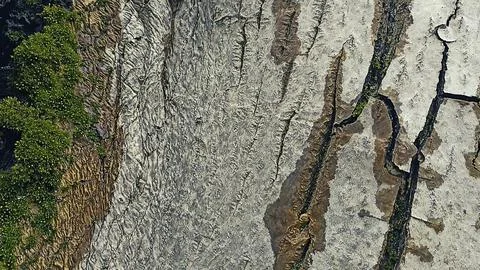 Bark background, tree bark background, grey bark with cracks 스톡 사진