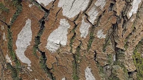Bark background, tree bark background, grey bark with cracks Stock Photos