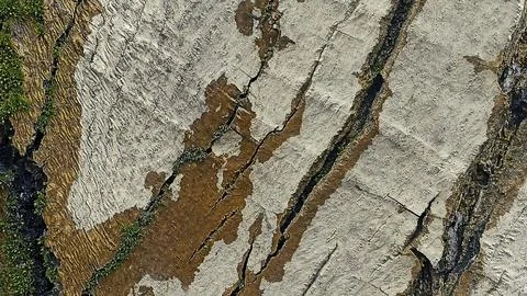 Bark background, tree bark background, grey bark with cracks Fotos de archivo