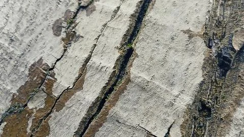 Bark background, tree bark background, grey bark with cracks Fotos de archivo