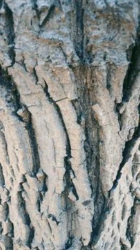Bark background, tree bark background, grey bark with cracks Stockfoto's
