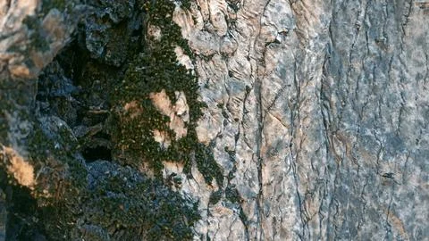 Bark background, tree bark background, grey bark with cracks Stock Photos
