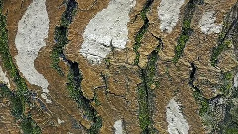 Bark background, tree bark background, grey bark with cracks Stock Photos