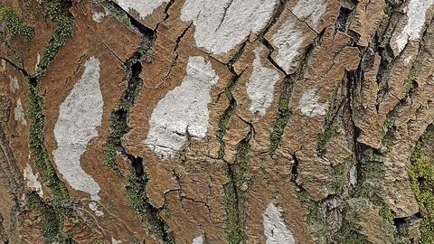 Bark background, tree bark background, grey bark with cracks Fotos de archivo