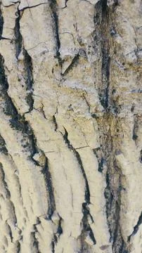 Bark background, tree bark background, grey bark with cracks Stock Photos