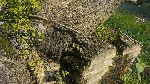 Bark background, tree bark background, grey bark with cracks Stock Photos