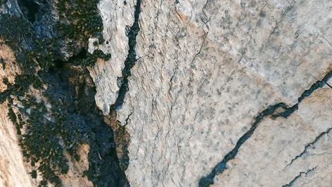 Bark background, tree bark background, grey bark with cracks Stock Photos