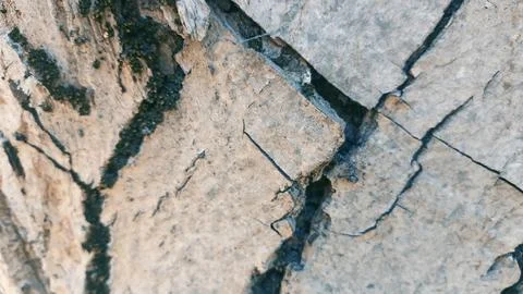 Bark background, tree bark background, grey bark with cracks Stock Photos
