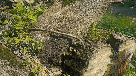 Bark background, tree bark background, grey bark with cracks Stock Photos
