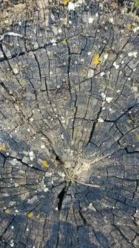 Bark background, tree bark background, grey bark with cracks Stock Photos