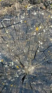 Bark background, tree bark background, grey bark with cracks Stock Photos