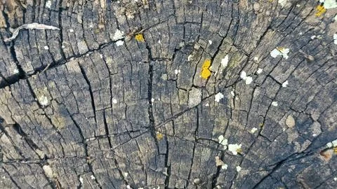 Bark background, tree bark background, grey bark with cracks Stock Photos